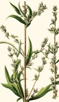 Mugwort-Illustation (1)