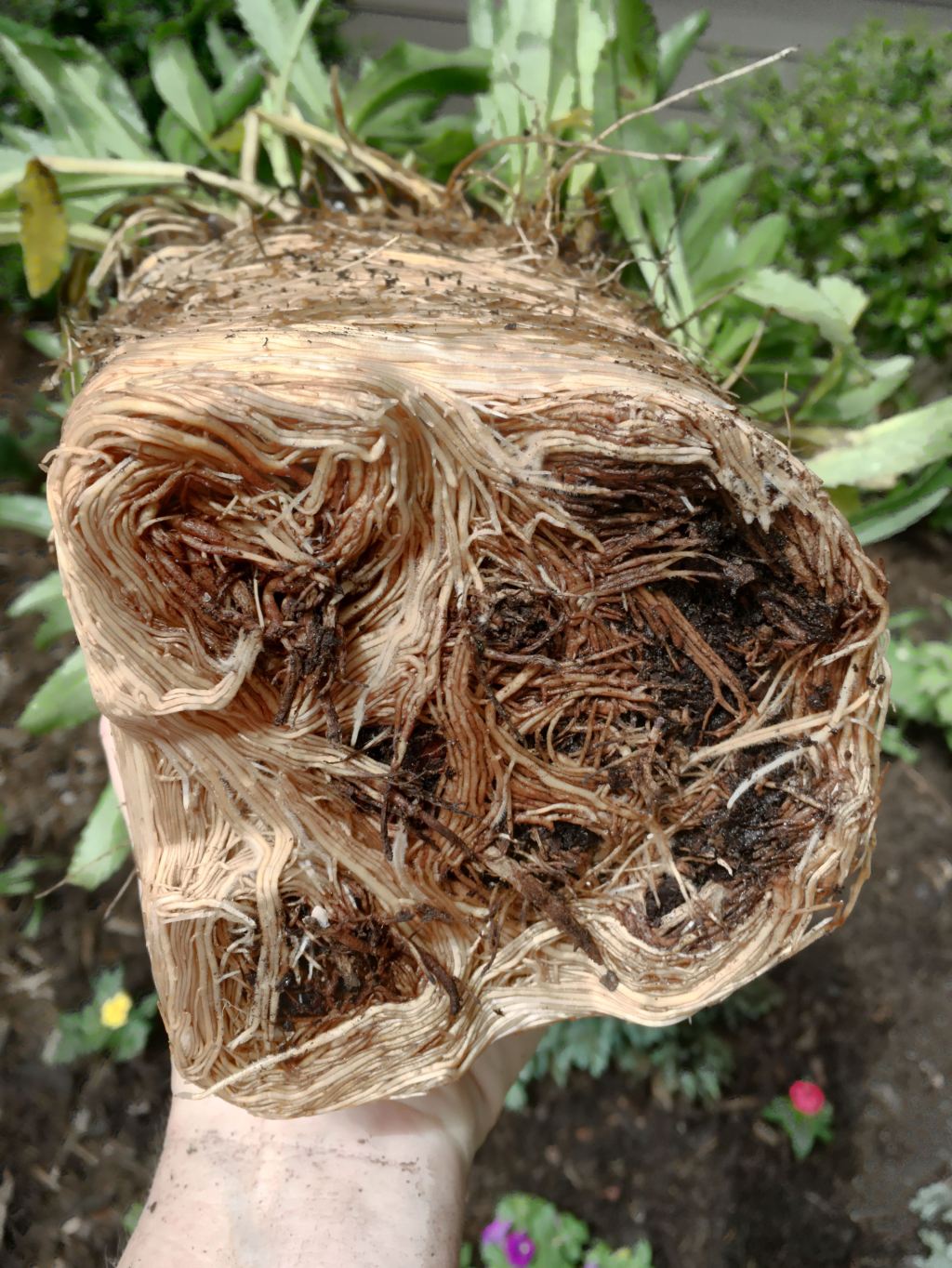 Root bound plant