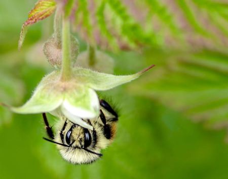 Bee-Felicia-Hallenbeck