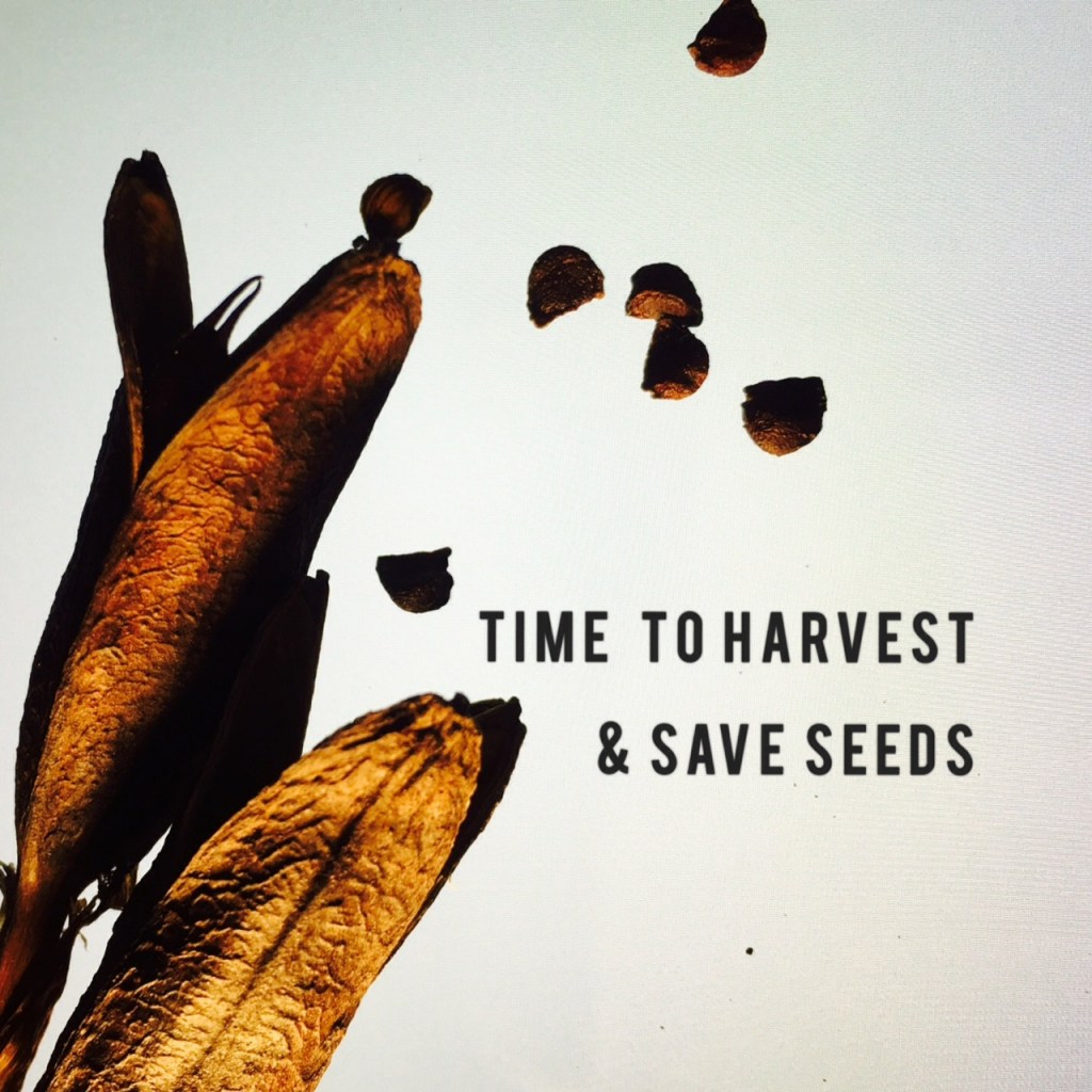 Collect Seeds for Fall&nbsp;Planting