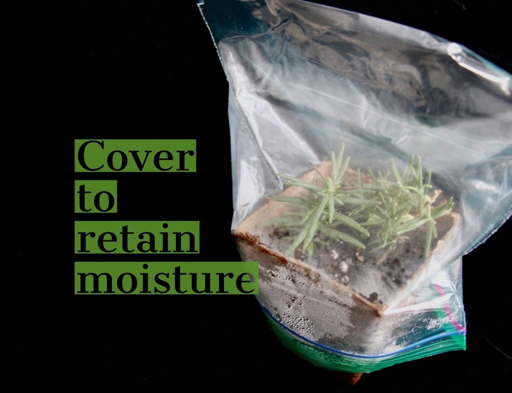 Starting Seeds and Cuttings