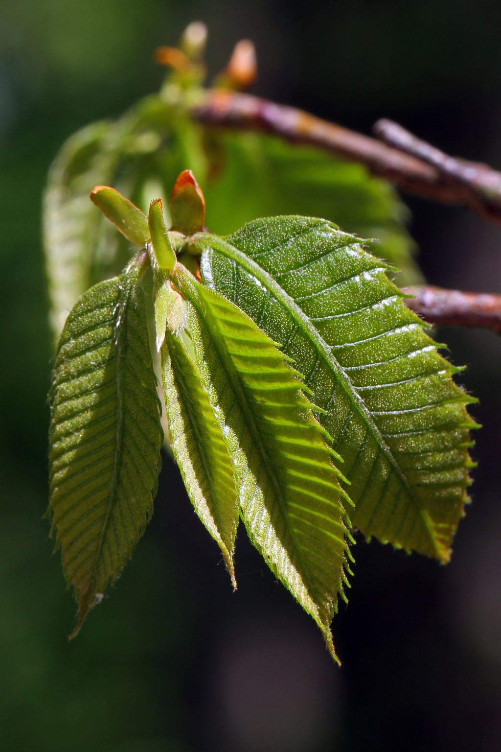 American Chestnut