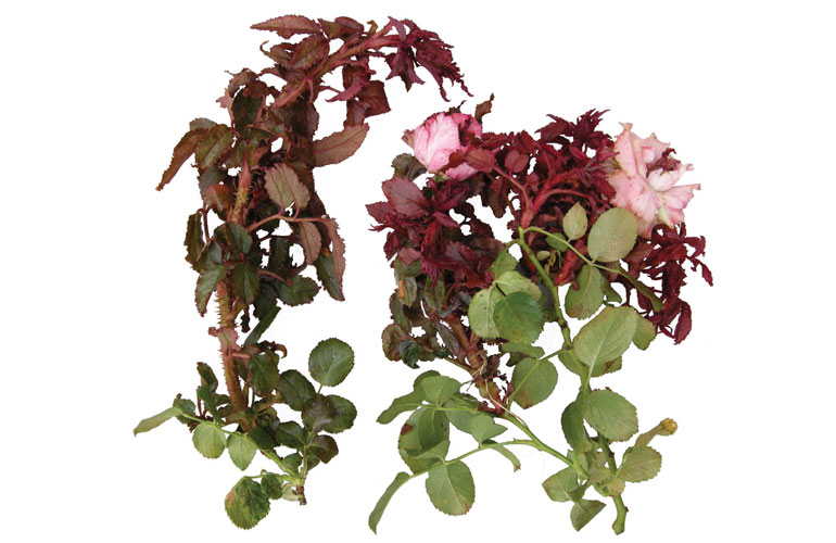 Photo: Mary Ann Hansen, American Nurseryman