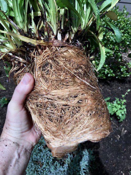 Root-bound plant