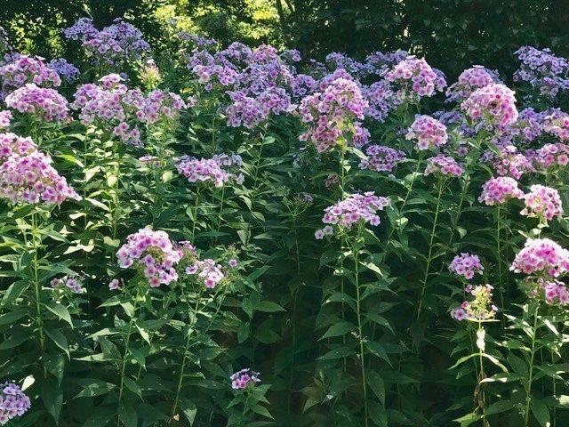 What makes a great&nbsp;plant?