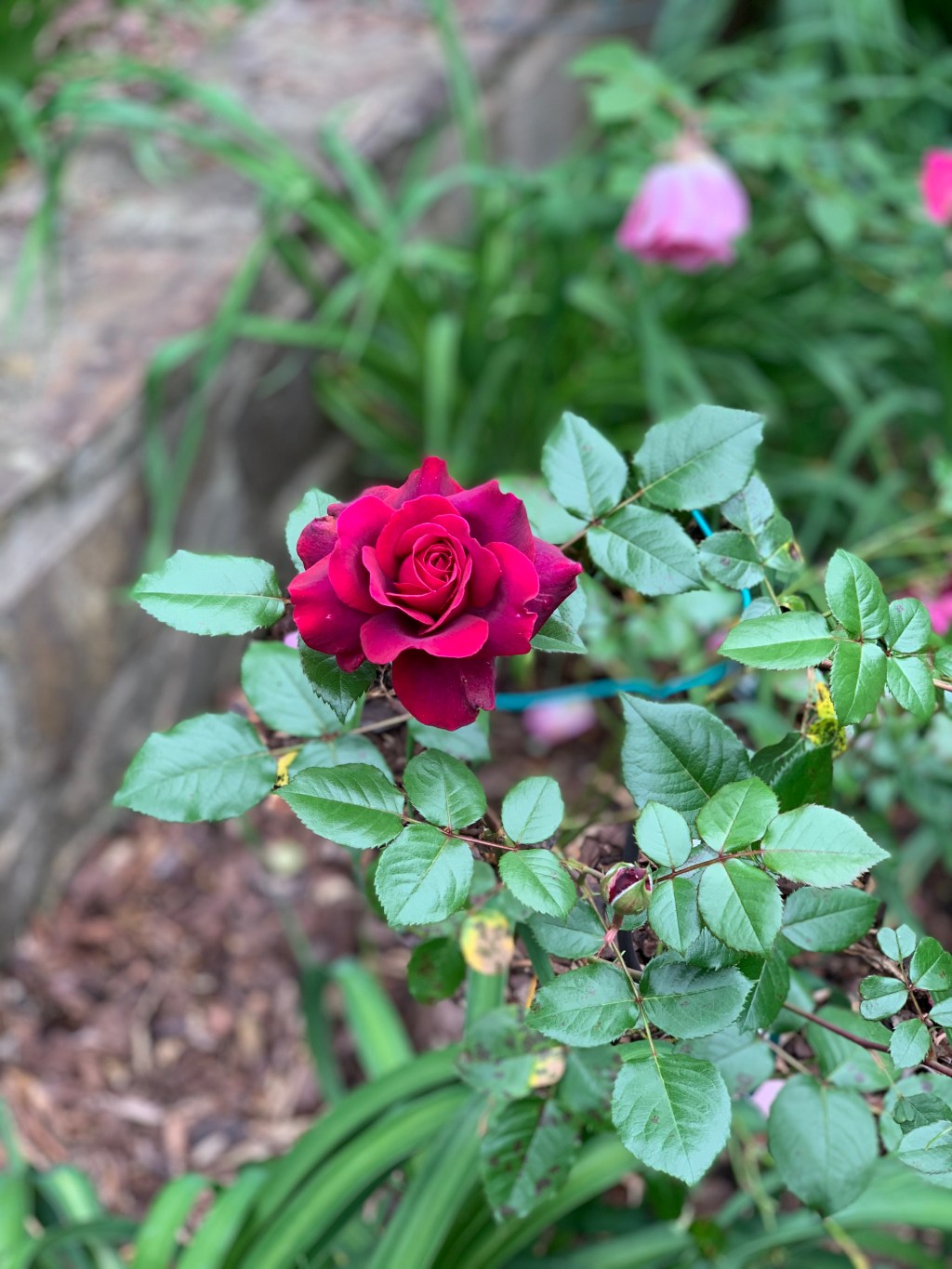 Order sustainable roses