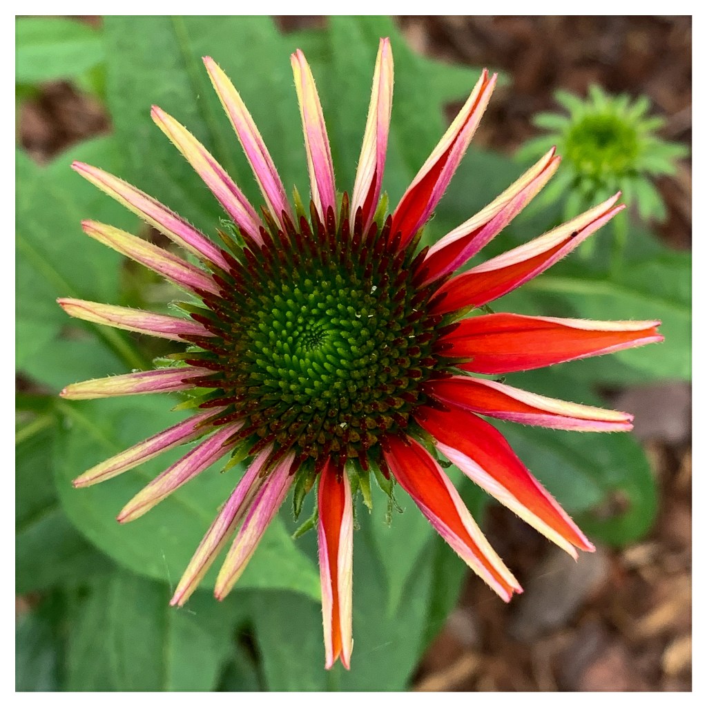 Responsbile gardening