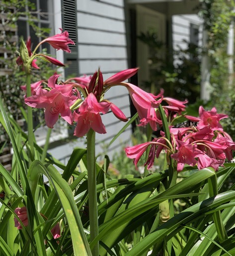 What makes a great&nbsp;plant?