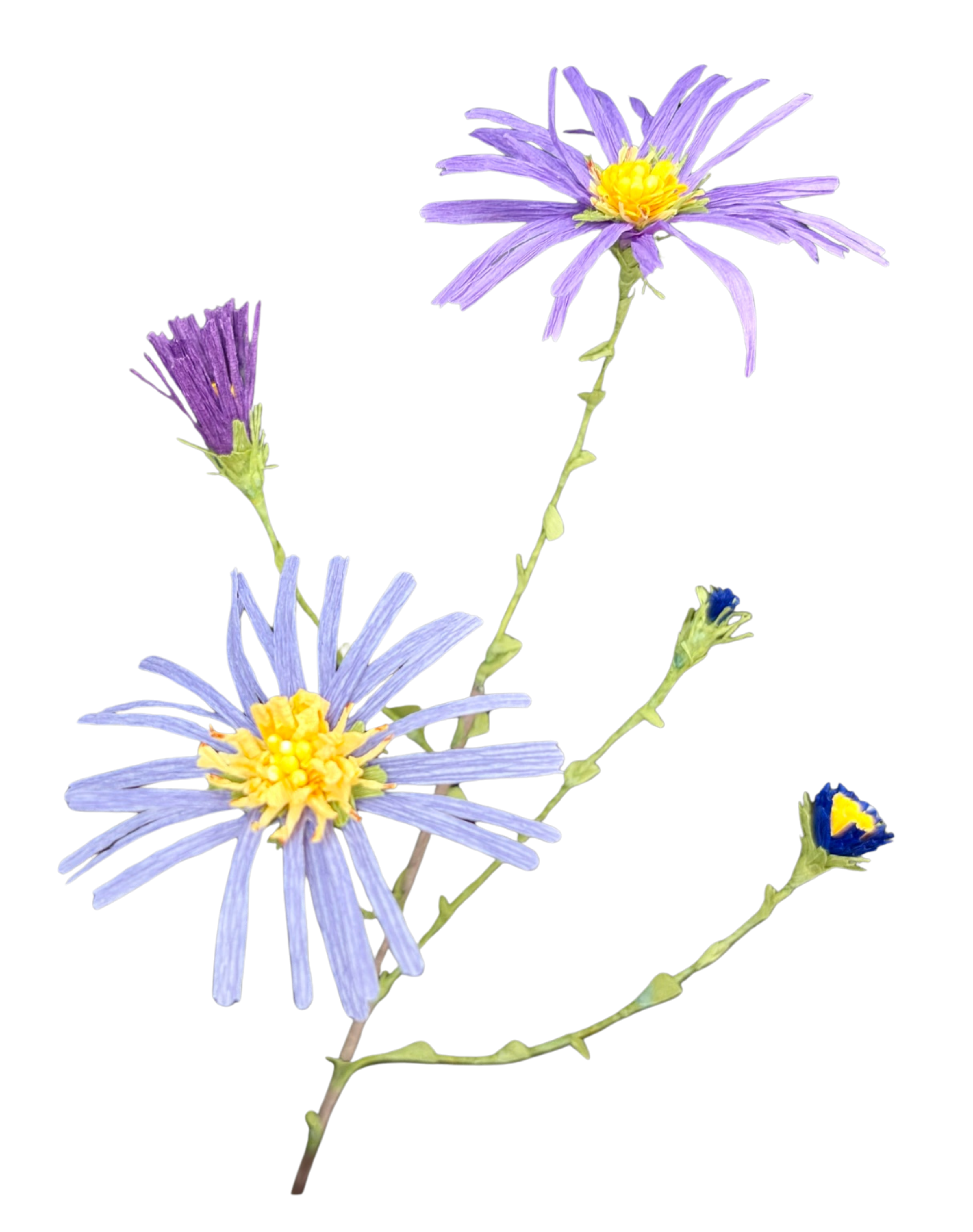 Symphyotrichum grandiflora bloom